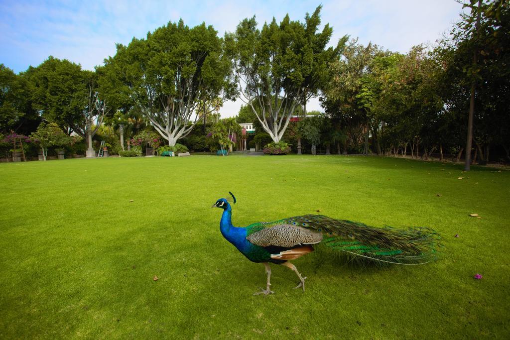 Las Calandrias Hotel Atlixco Kültér fotó